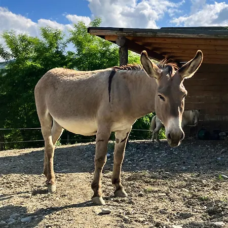 Il Giardino Degli Alberi Maestri *