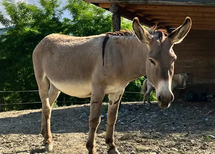 Il Giardino Degli Alberi Maestri *